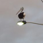 Pelican-on-streetlight